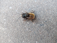 Osmia cornuta