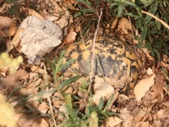 Testudo hermanni hermanni
