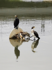 Phalacrocorax carbo