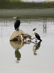 Phalacrocorax carbo