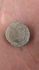Nummulites