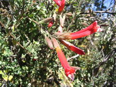 Cantua buxifolia