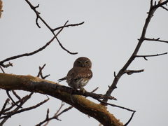 Glaucidium gnoma hoskinsii