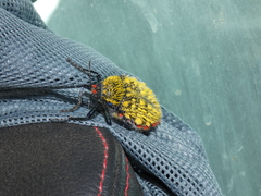 Julodis cirrosa cirrosa