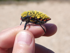 Julodis cirrosa cirrosa