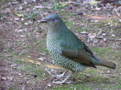 Ptilonorhynchus violaceus violaceus