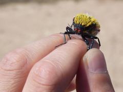 Julodis cirrosa cirrosa