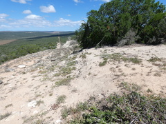 Mesembryanthemum aitonis