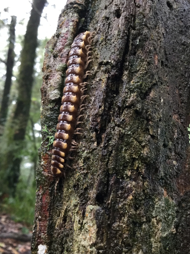 Exallostethus thrinax