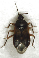 Lyctocoris campestris