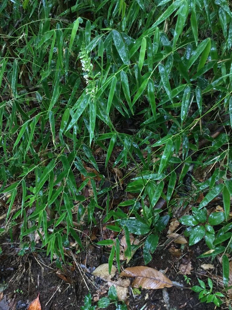 Cyclopogon papilio