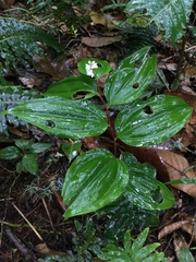 Maianthemum scilloideum
