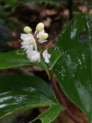 Maianthemum scilloideum