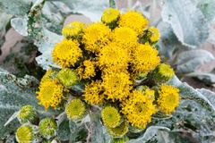 Senecio candidans