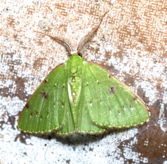 Lissochlora manostigma