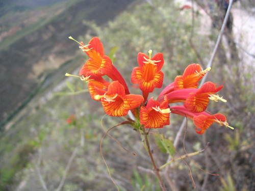 Tecoma rosifolia (Tecoma rosifolia)