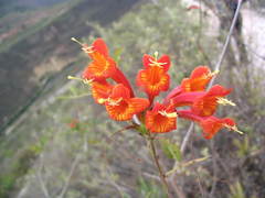 Tecoma rosifolia