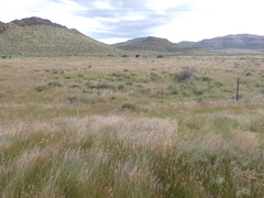 Aristida congesta barbicollis