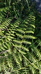 Pteridium aquilinum decompositum