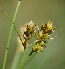 Carex muricata pairae