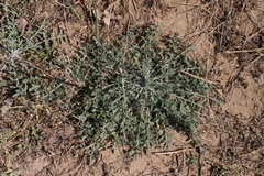 Centaurea stoebe australis