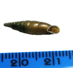 Cochlodina