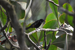 Tachyphonus surinamus