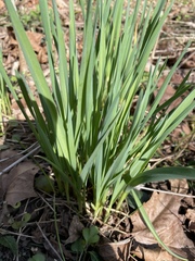 Allium sativum
