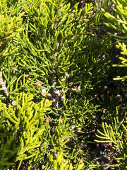 Halocarpus bidwillii