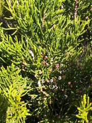 Halocarpus bidwillii