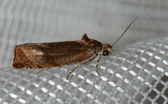 Olethreutes submissanum
