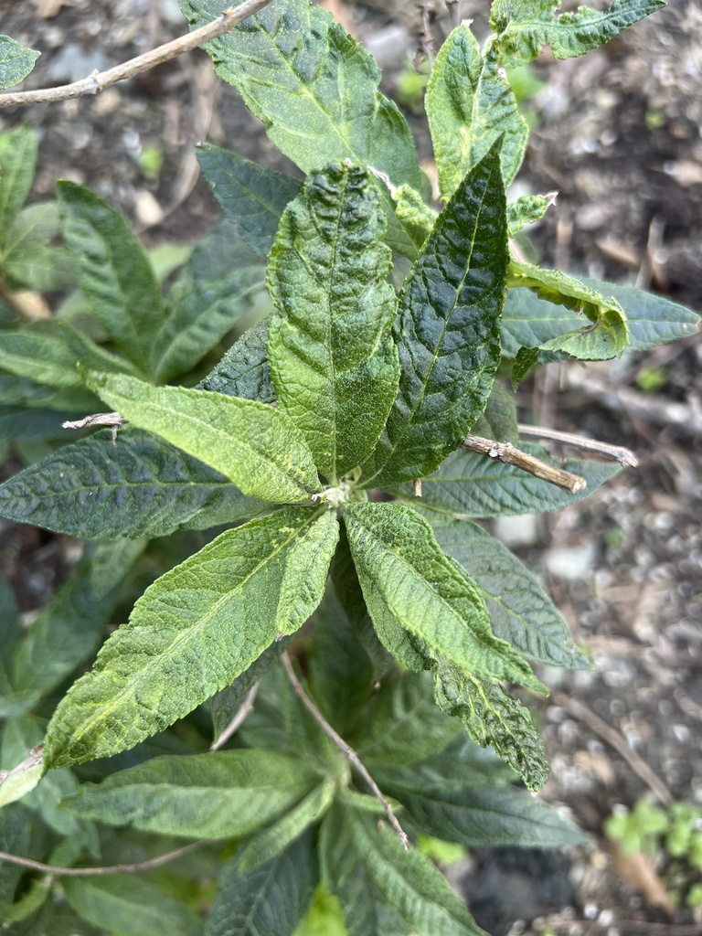 Butterfly bush from Oakwealth Dr, Fuquay Varina, NC, US on March 28 ...