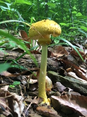 Amanita levistriata