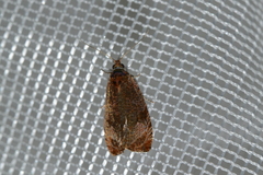 Olethreutes submissanum