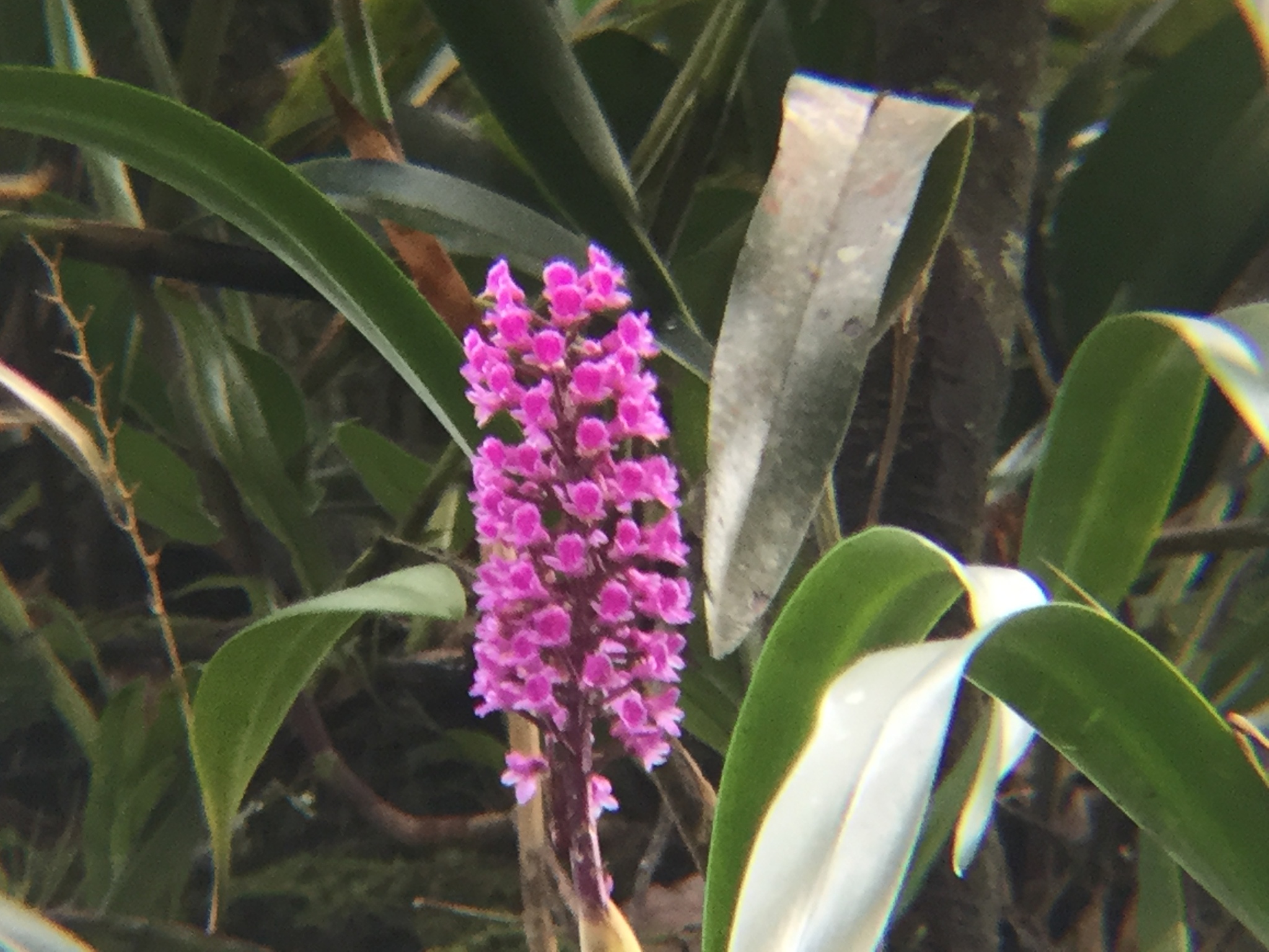 Imagem de Orquídea gigante