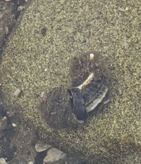 Cerithideopsis californica