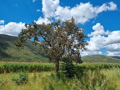 Strychnos cocculoides