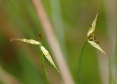 Carex pauciflora