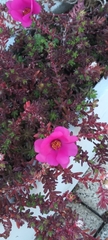 Portulaca gilliesii