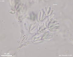 Ditangium