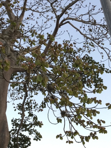 Image of Sterculia apetala by (c) Erick Vélez Sánchez, some rights reserved (CC BY)