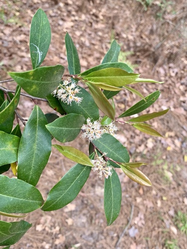 Prunus caroliniana