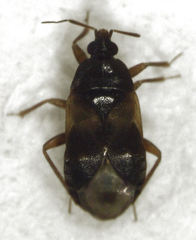 Lyctocoris campestris