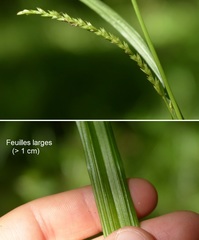 Carex strigosa