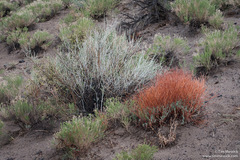 Eriogonum nummulare