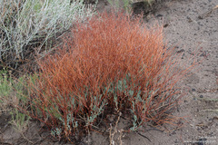 Eriogonum nummulare