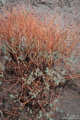 Eriogonum nummulare
