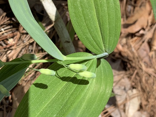 Polygonatum biflorum