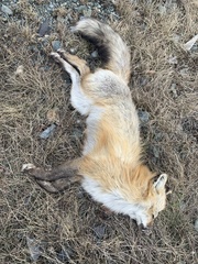 Vulpes vulpes deletrix