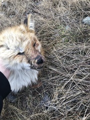 Vulpes vulpes deletrix